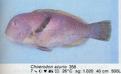 Choerodon azurio